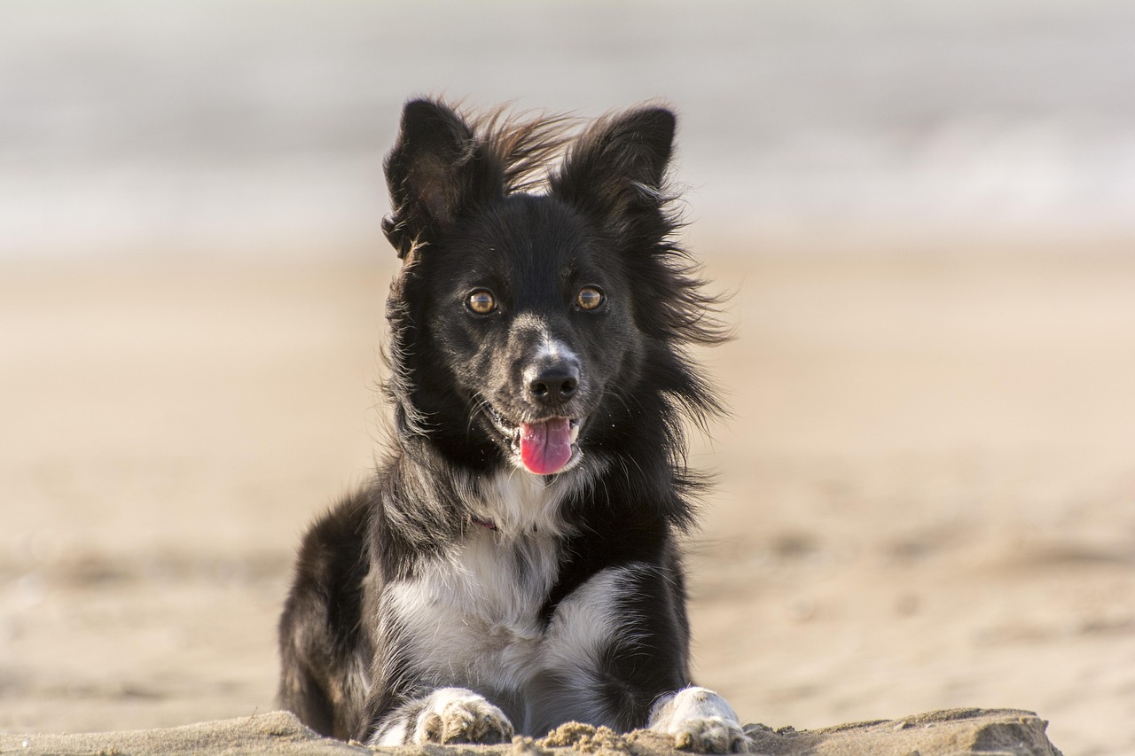 Animal - free online jigsaw puzzle photo