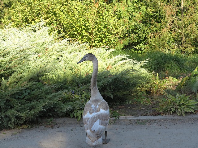 Cisne, Pato Feo, Pájaro, Plumado