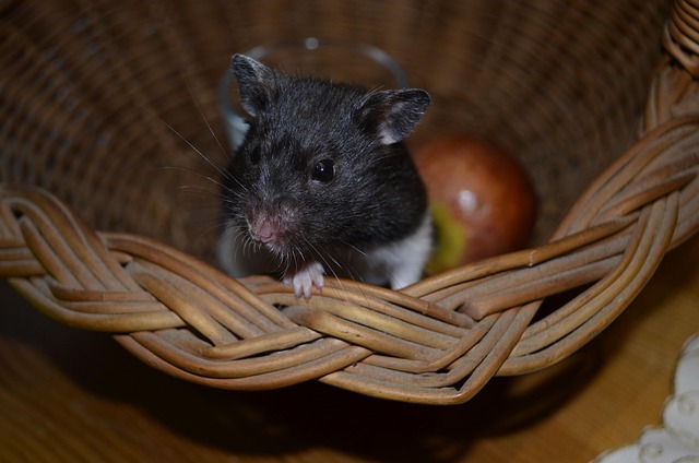 Free Hamster Nature photo and picture