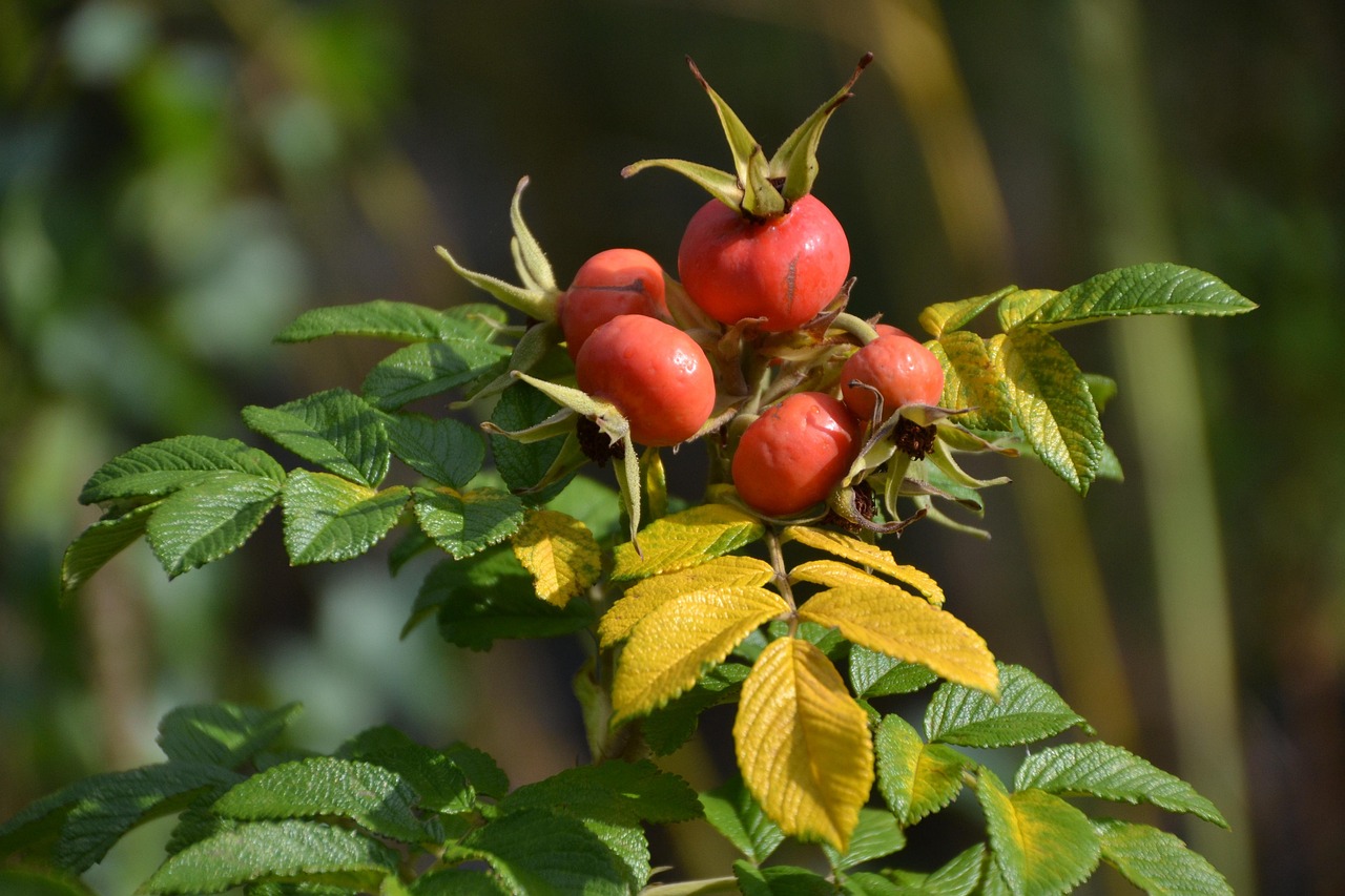 rose-hip-975791_1280.jpg