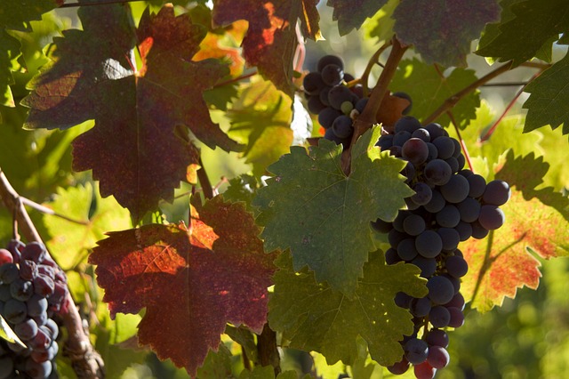 Free Grapes Wine photo and picture