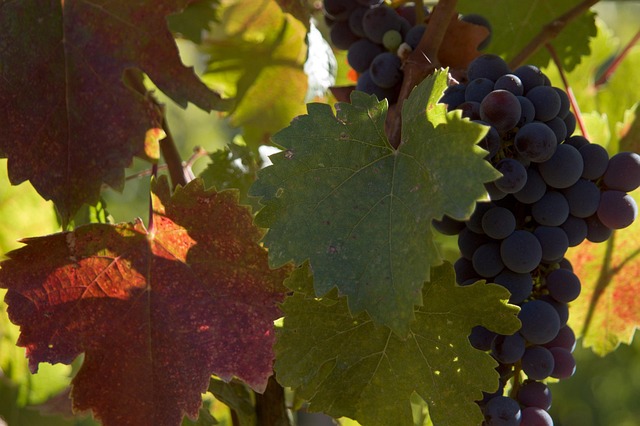 Free Grapes Wine photo and picture