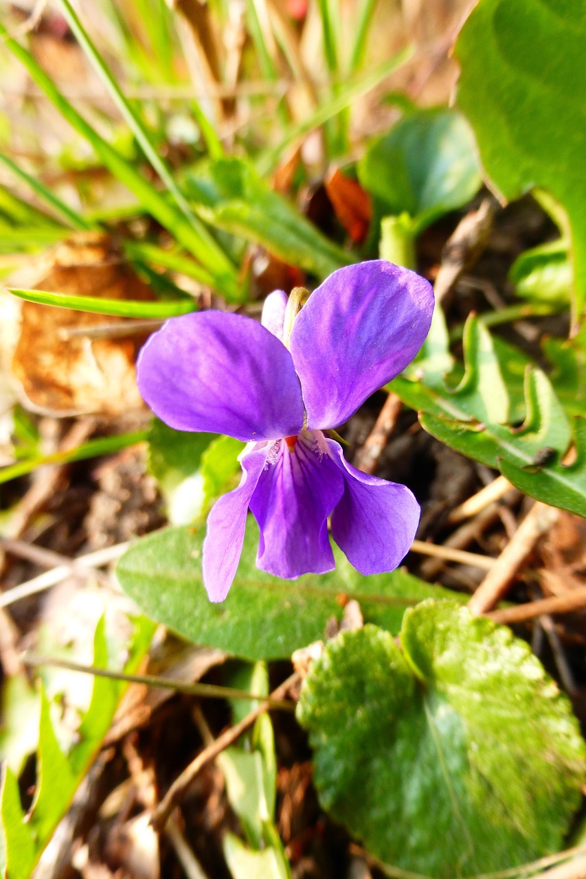 Free Spring Images Violets Violet Purple Spring Flower - Free photo on Pixabay - Pixabay