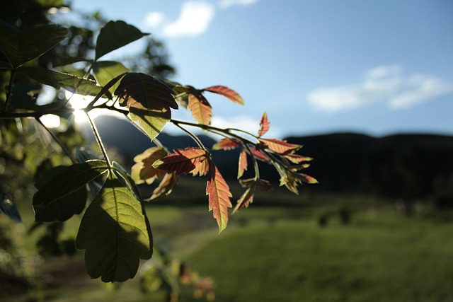Free Leaf Landscape photo and picture