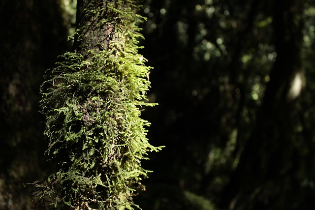Free Green Nature photo and picture