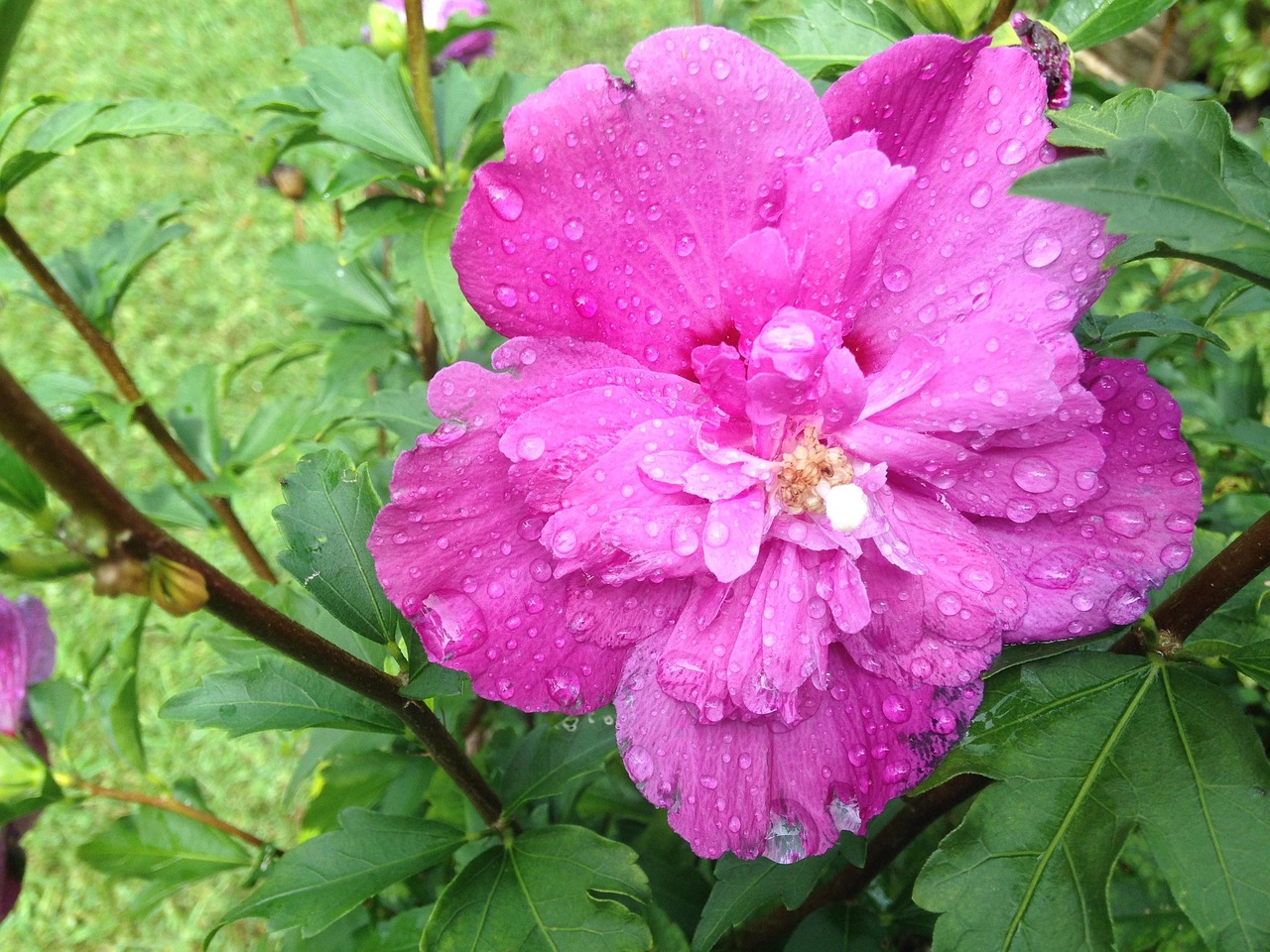 Primavera Color Rosa Primavera Rosa Flores Cor De - Foto gratuita no Pixabay - Pixabay