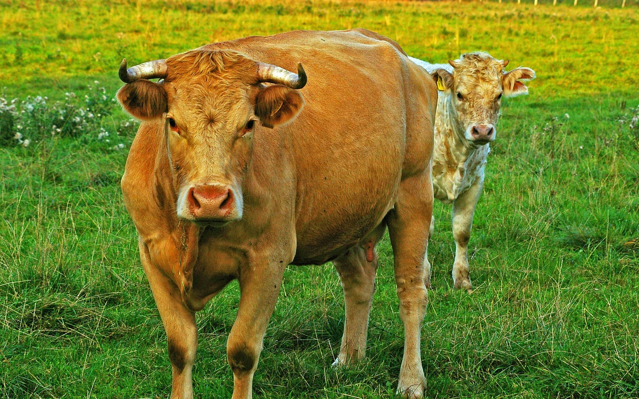 Water Buffalo - free online jigsaw puzzle photo