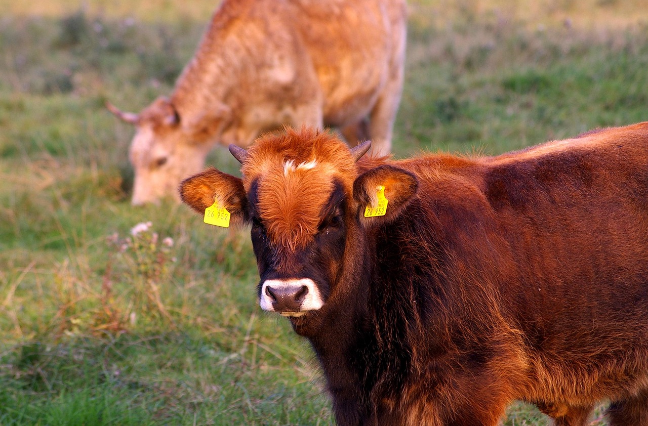 Water Buffalo - free online jigsaw puzzle photo