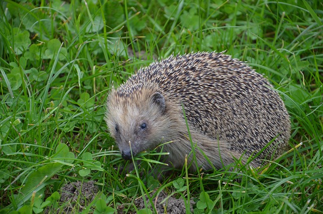 Free Hedgehog Fall photo and picture