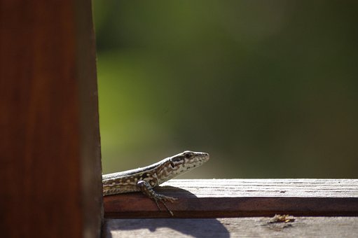 Şopârlă, Natură, Reptilă, Animale, Faună