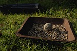 fuglemad, seeds, cores