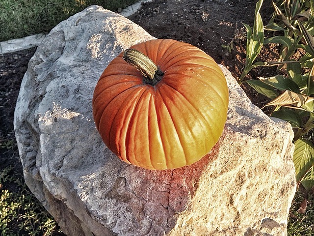 Free Pumpkin Halloween photo and picture