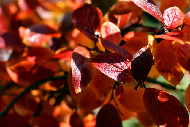 Free Leaves Autumn photo and picture