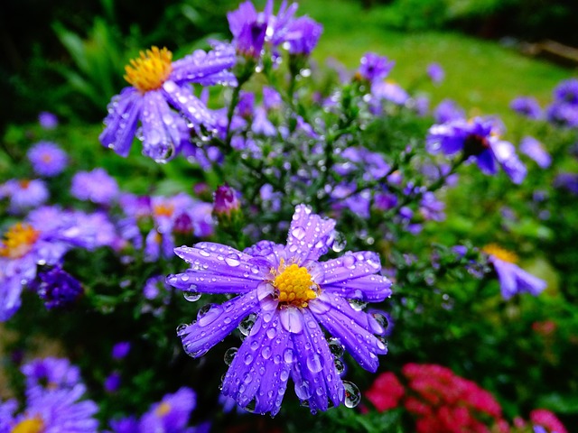 Free Flower Beautiful Flowers photo and picture