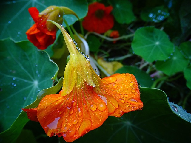 Free Flower Waterdrop photo and picture