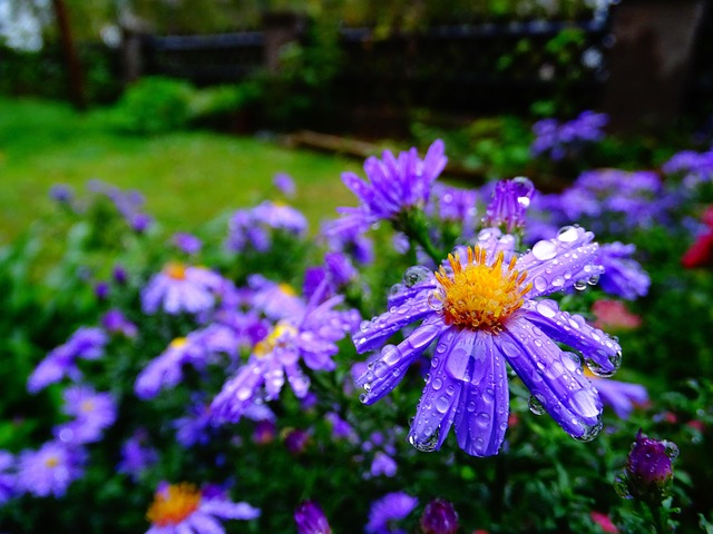Free Brachycome Flower photo and picture