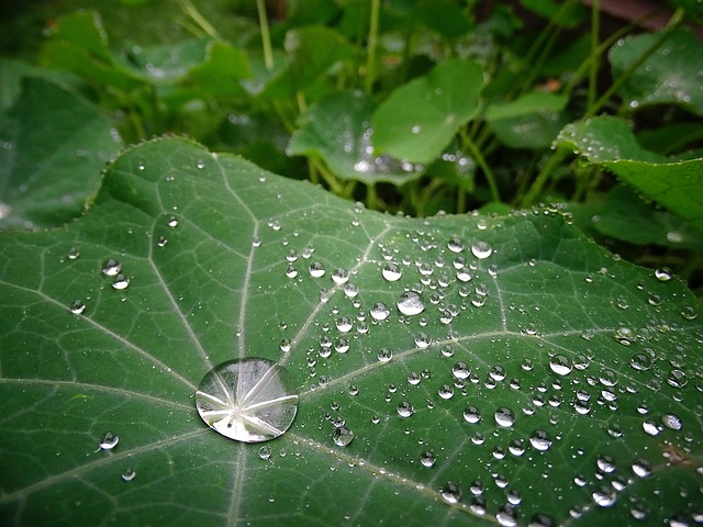 Free Plant Waterdrop photo and picture
