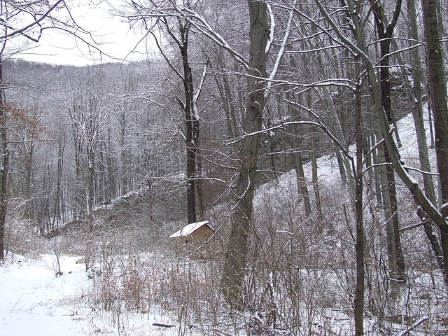 Wald, Winter, Buchengebirge, Buche