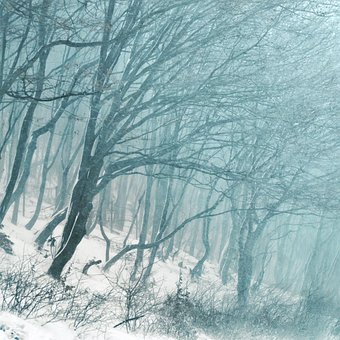 Bomen, Woud, Winter, Natuur