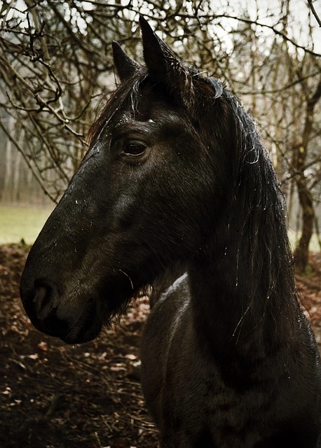 Paard, Zwart, Dier, Hoofd, Zoogdier