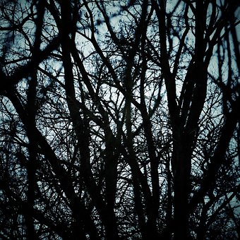 Bomen, Herfst, Seizoen, Val, Branch