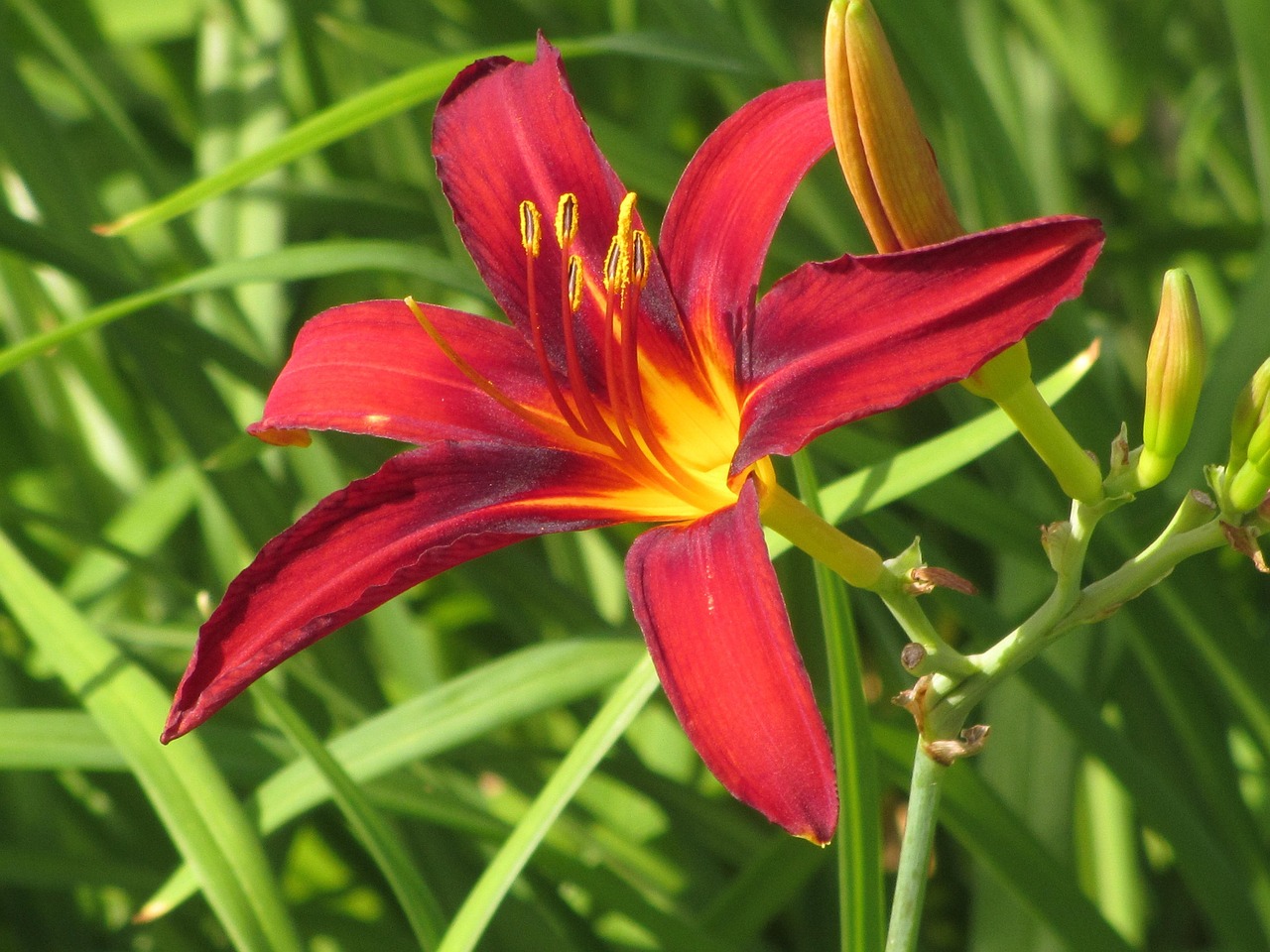 Lily - free online jigsaw puzzle photo