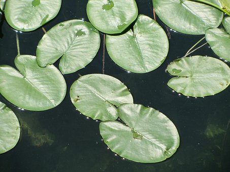 Lirio De Agua, Ammersee, Agua, Lago