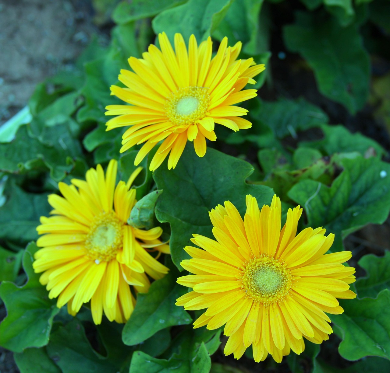 Gerber Gänseblümchen Blumen - Kostenloses Foto auf Pixabay - Pixabay