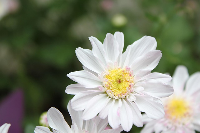 Free Daisy Flower Flower photo and picture