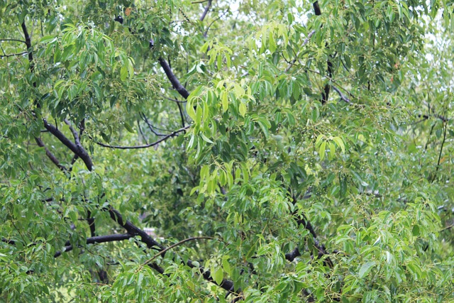Free Tree Greenery photo and picture