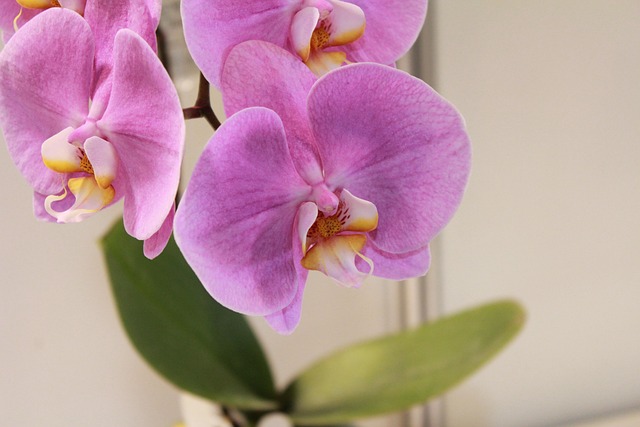 Free Flower Beautiful Flowers photo and picture