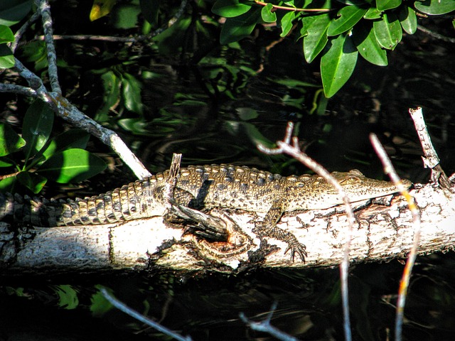 Free Alligator Florida photo and picture