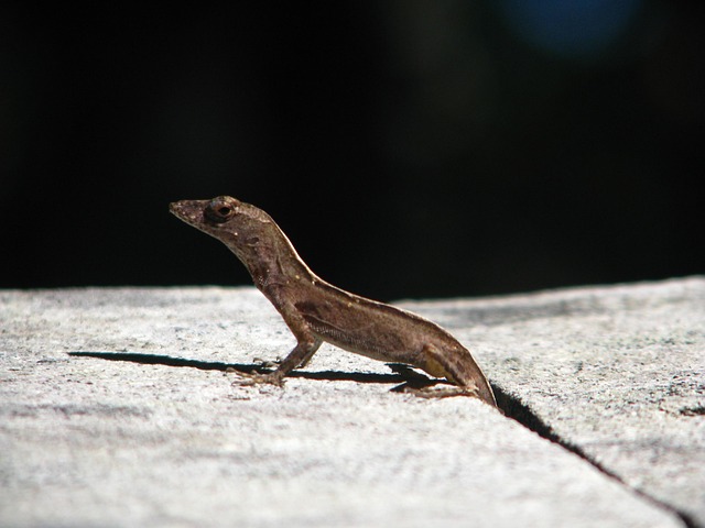 Free Lizard Florida photo and picture