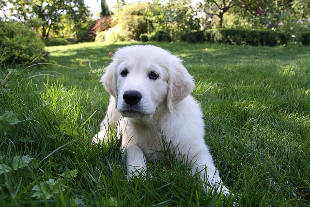 Hvalp, Hund, Dyr, Ven, Hvid, Retriever