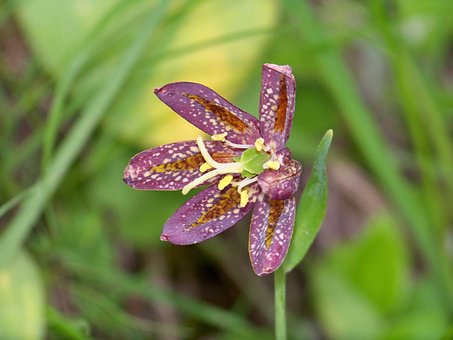 Free Chocolate Flower Nature photo and picture