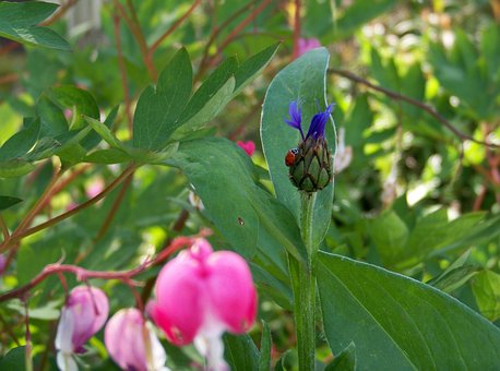Free Flower Lady Bug photo and picture