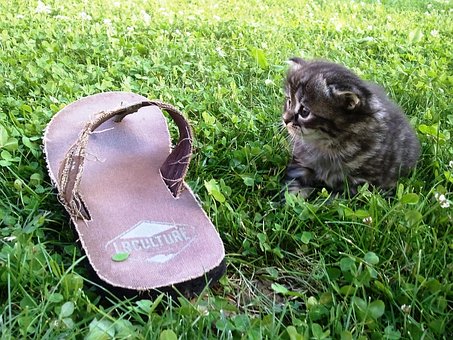 Free Shoe Cat photo and picture