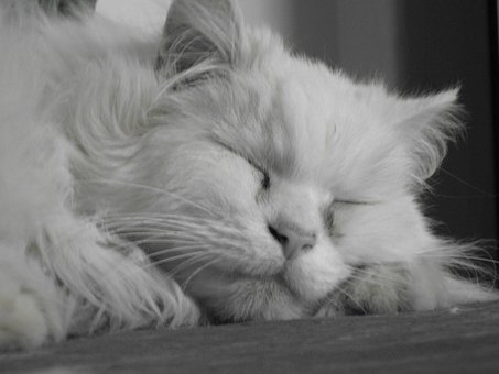 Free Cat Cuddle photo and picture