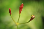 bug, stink bugs, insect