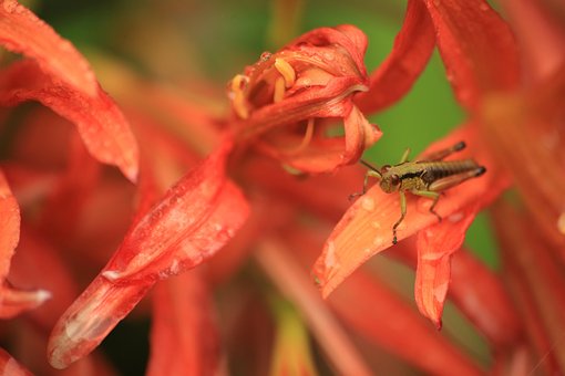Free Insect Locust photo and picture