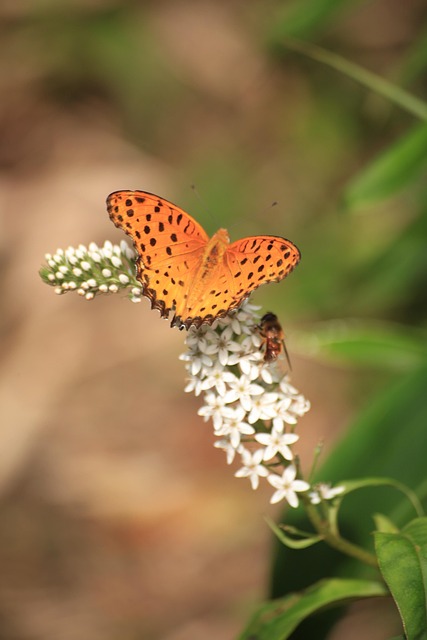 Free Insect Butterfly photo and picture