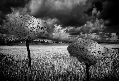 Paisagem, Chuva, Arvores, Gotas