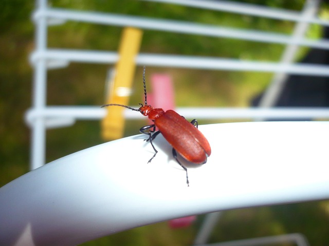 Insect Nature - Free photo on Pixabay