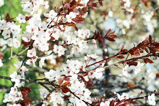 Blume, Feder, Natur, Blumentapete