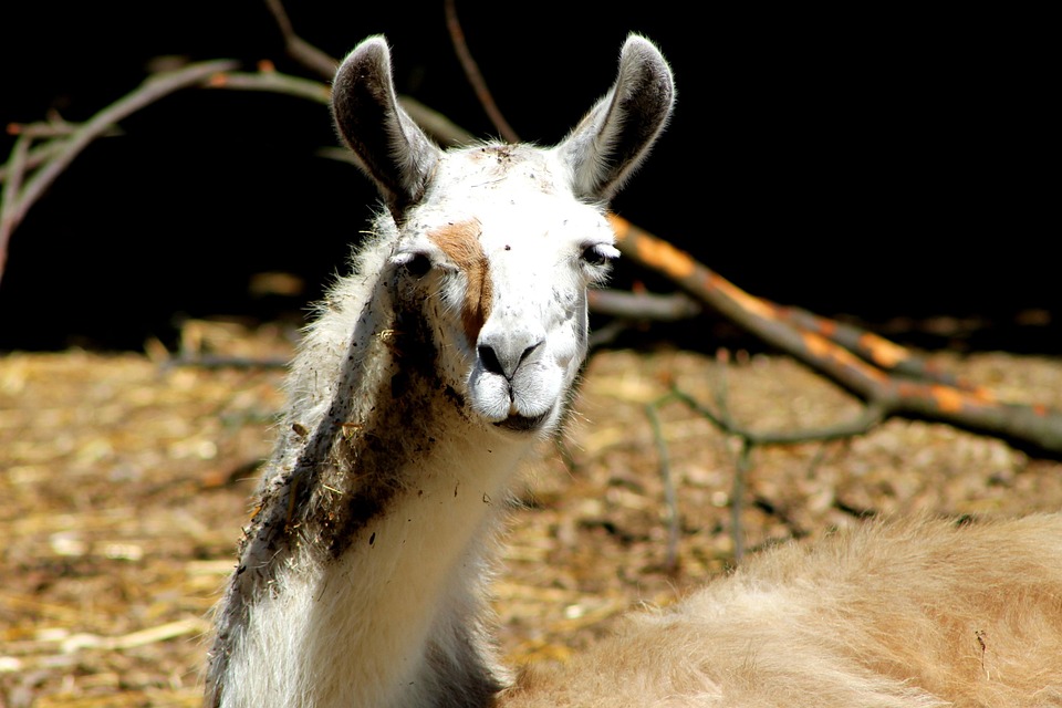 Alpakka Llama Lama · Gratis foto på Pixabay