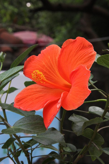 Free Flower Nature photo and picture