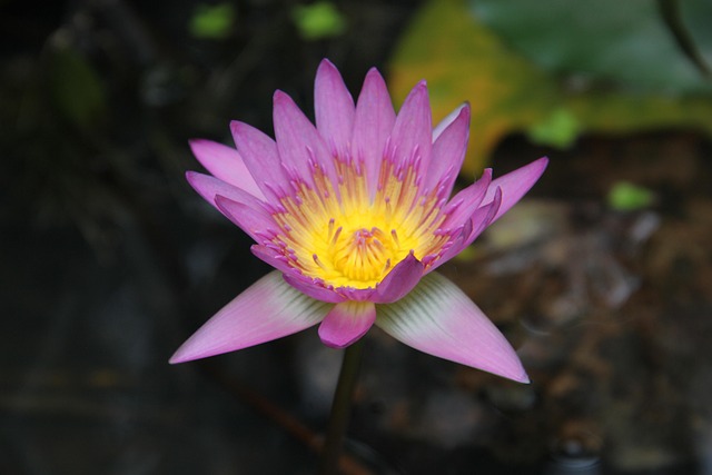 Free Cailian Lotus photo and picture
