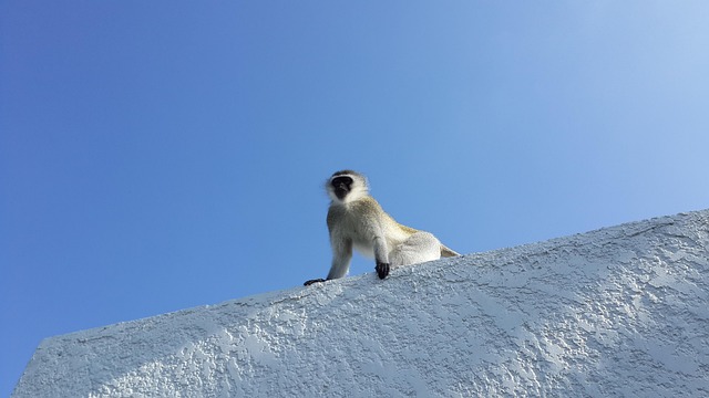 Macaco, Vervet, Animais Selvagens