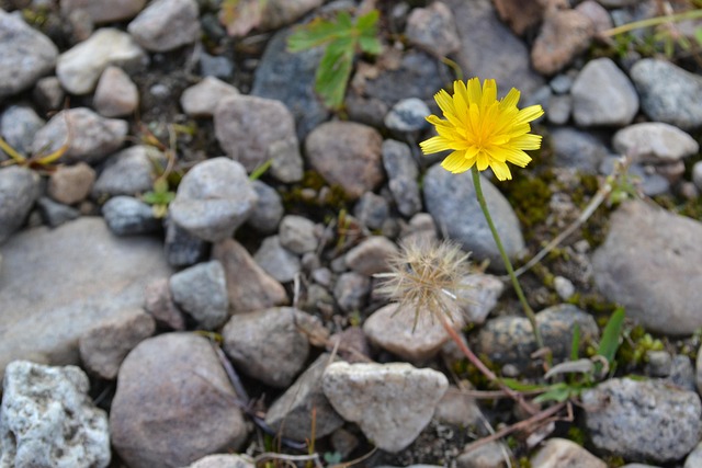 Free Yellow Flower photo and picture
