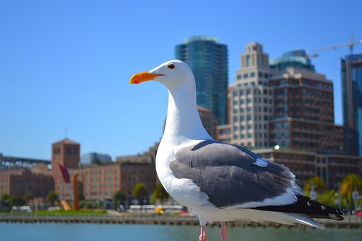 Vogel, Meeuw, Natuur, San Francisco